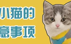 养小猫的注意事项