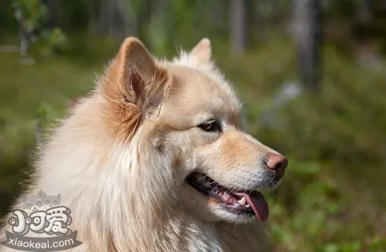 芬兰拉普猎犬发烧怎么治疗 芬兰拉普猎犬发烧治疗方法