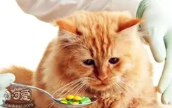 猫呕吐黄水怎么办 如何解决猫吐黄水