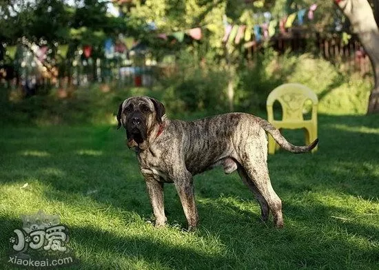 加纳利犬抽筋怎么办 西班牙加纳利犬痉挛解决方法1