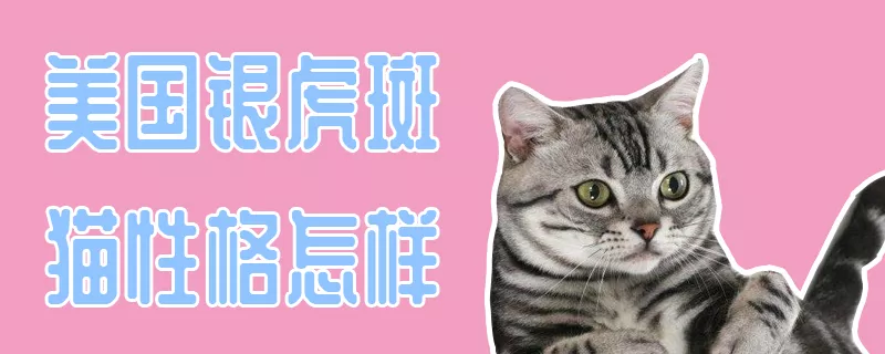 美国银虎斑猫性格怎样