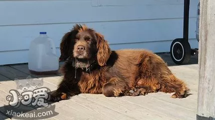 博伊金猎犬不宜喂食什么 博伊金猎犬喂食禁忌食物