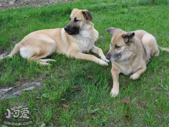 奇努克犬中暑怎么办 奇努克犬中暑症状和急救方法1