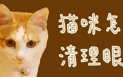 猫咪怎么清理眼屎