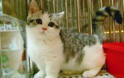 矮脚猫有什么遗传病 饲养矮脚猫还是真的要注意一下呢！
