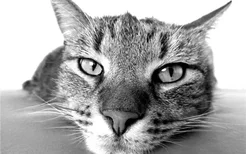 猫咪带铃铛会影响听力吗 什么样的猫需要带铃铛
