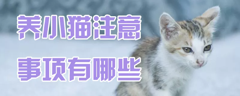 养小猫注意事项有哪些