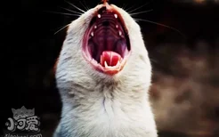 猫咪闹猫症状有哪些 猫咪闹猫症状介绍