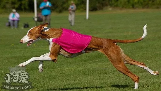 伊比赞猎犬感冒怎么办 伊比赞猎犬感冒治疗方法1