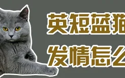 英短蓝猫发情怎么办