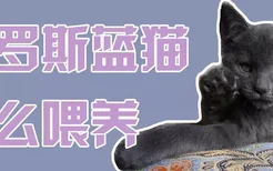 俄罗斯蓝猫怎么喂养