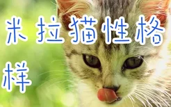 波米拉猫性格怎样