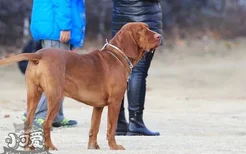 红骨猎浣熊犬吃什么狗粮 红骨猎浣熊犬狗粮推荐