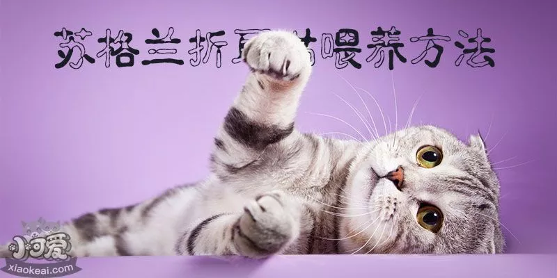 苏格兰折耳猫喂养方法_小可爱宠物网