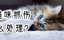 被猫咪抓伤怎么处理