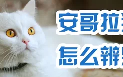 安哥拉猫怎么辨别