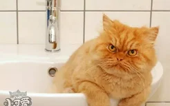 怎么给波斯猫洗澡 波斯猫洗澡的具体操作