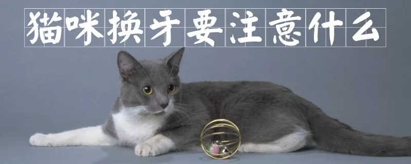 猫咪换牙要注意什么