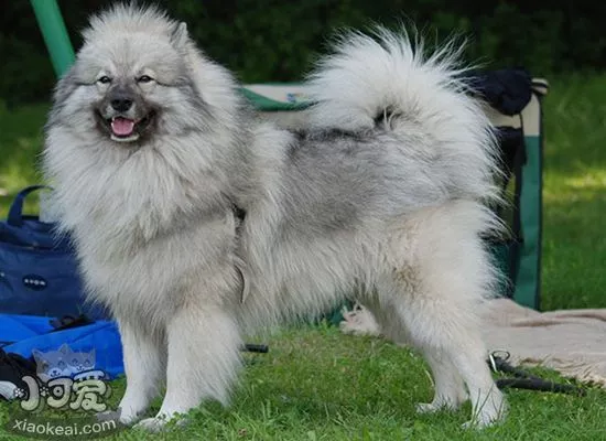 荷兰毛狮犬耳朵怎么清洁 荷兰毛狮犬耳朵清洁教程