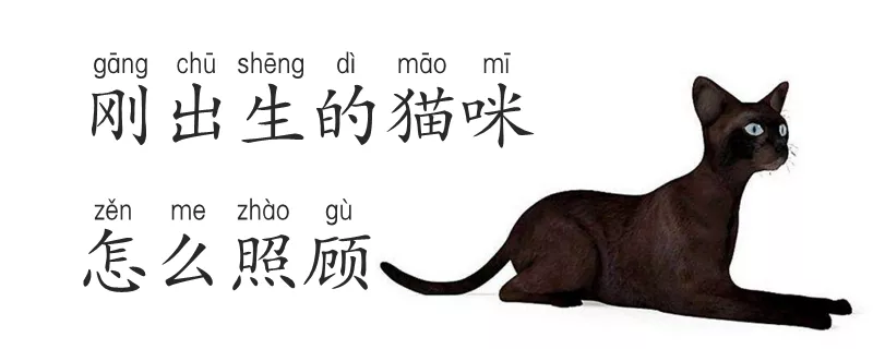 刚出生的猫咪怎么照顾