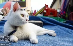 静电对猫有什么危害 如何预防猫身上的静电