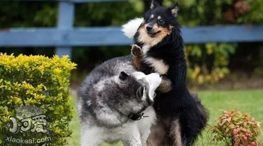 芬兰拉普猎犬卧倒怎么训练 卧倒训练教程