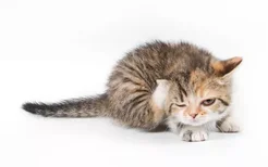 怎么避免猫应激反应 预防猫咪应激反应有方法
