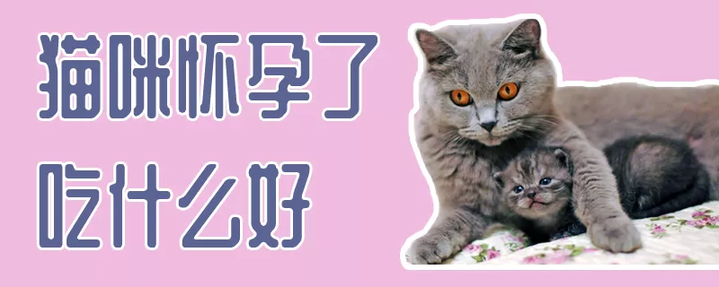 猫咪怀孕了吃什么好