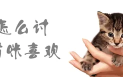 怎么讨猫咪喜欢