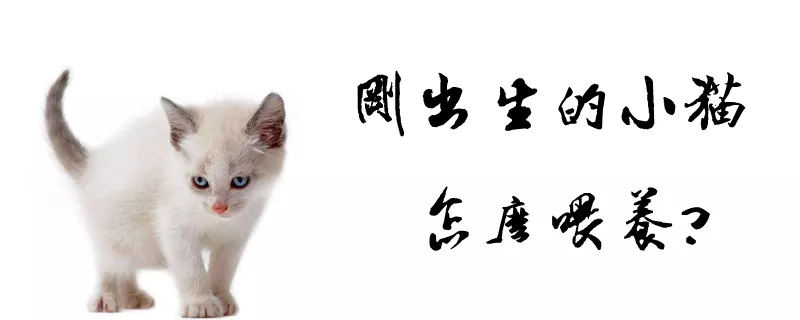 刚出生的小猫怎么喂养