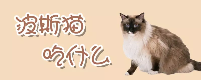 波斯猫吃什么