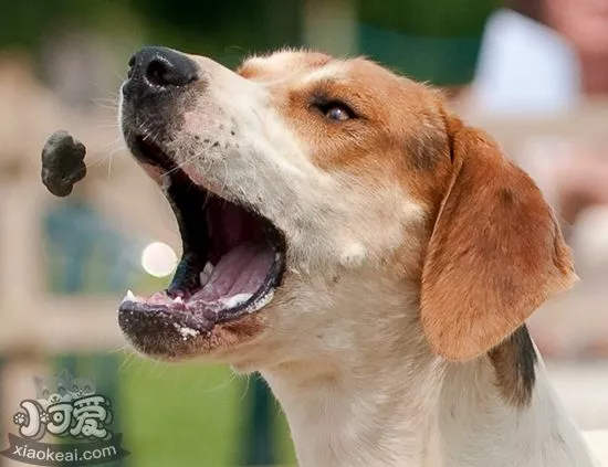 美国猎狐犬长螨虫怎么治 螨虫治疗方法