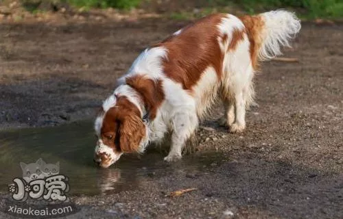 威尔士跳猎犬皮肤瘙痒怎么办 皮肤瘙痒解决办法