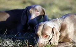 威玛猎犬鼻子干是怎么回事 威玛猎犬鼻子干处理方法