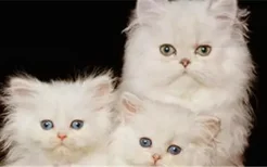 蓝猫和金吉拉杂交品种 不建议跨品种交配