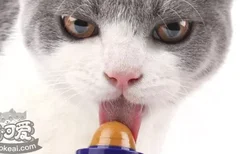 猫营养膏的作用 猫一定要吃营养膏吗