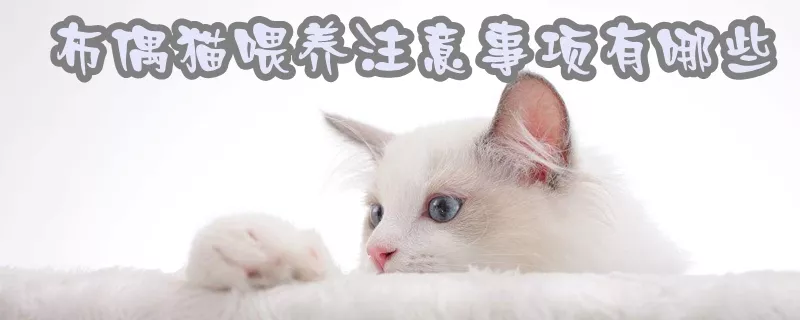 布偶猫喂养注意事项有哪些