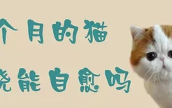 3个月的猫发烧能自愈吗