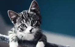 小猫中毒后该怎么救治 紧急治疗措施