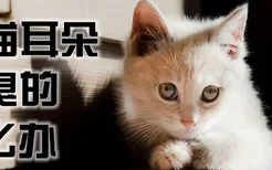 小猫耳朵臭臭的怎么办