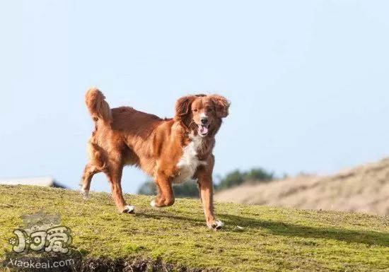 新斯科舍猎鸭寻猎犬怎么训练大小便技巧1