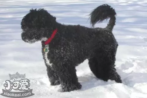 葡萄牙水犬吃什么好 葡萄牙水犬喂食要点