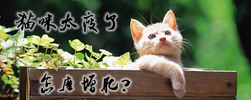 猫咪太瘦了怎么增肥