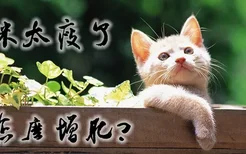 猫咪太瘦了怎么增肥