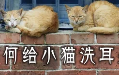 如何给小猫洗耳朵