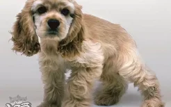 美国可卡犬怎么训练戴牵引绳 美国可卡犬牵引绳使用方法
