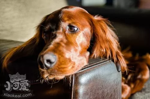 爱尔兰雪达犬有螨虫用什么药 螨虫用药推荐