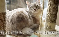 如何饲养训练褴褛猫