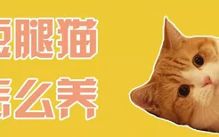 短腿猫怎么养