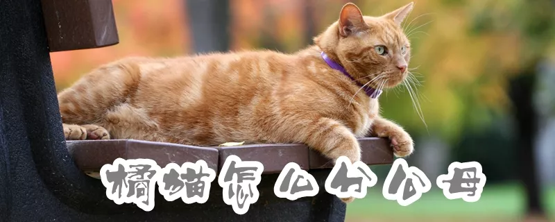 橘猫怎么分公母